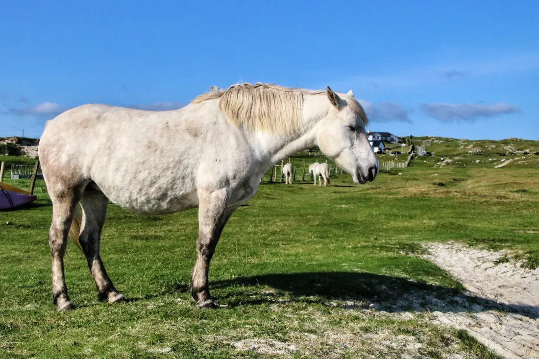 Ház Ballyconnely Galway
