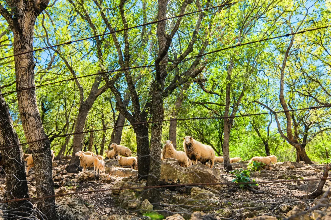 Ház Cala San Vicente
