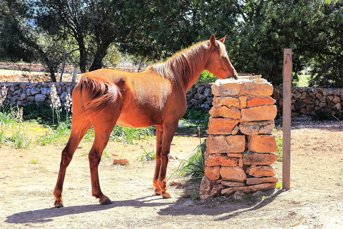 Ház Son Serra de Marina