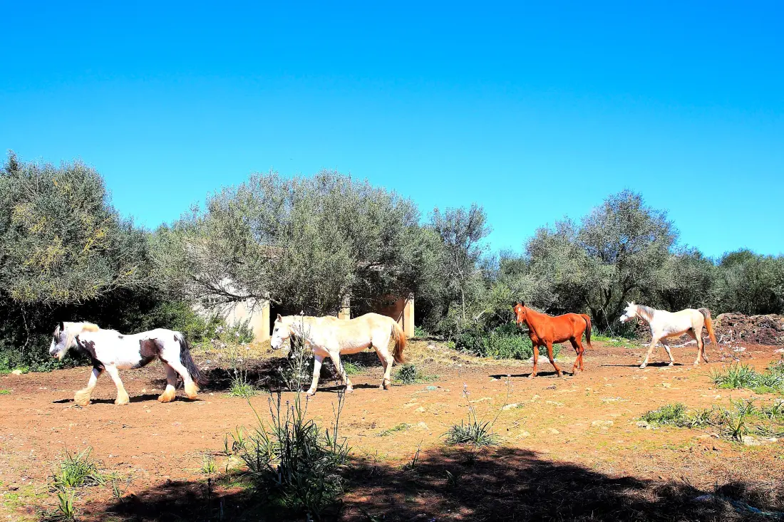 Ház Son Serra de Marina