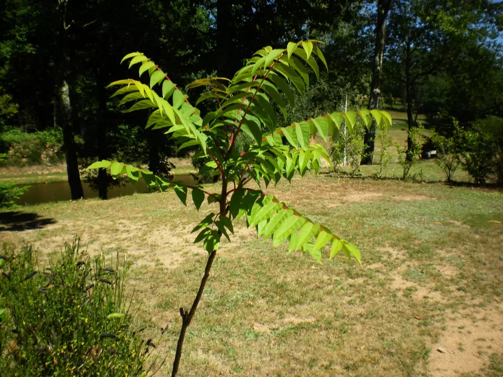 Camping La Ripole 3 étoiles★★★