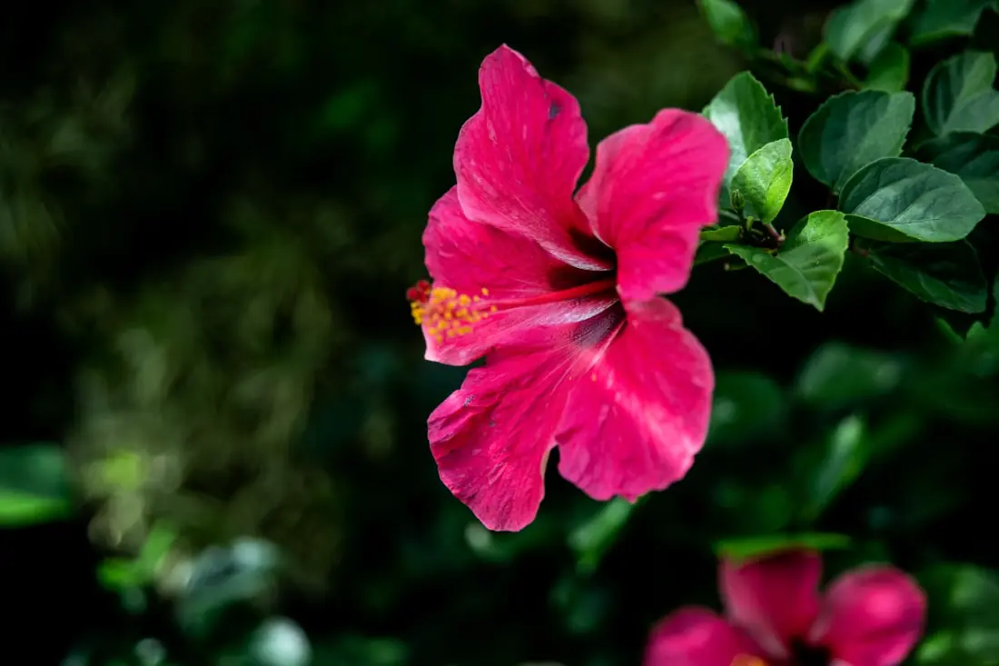 Villa Hibiscus