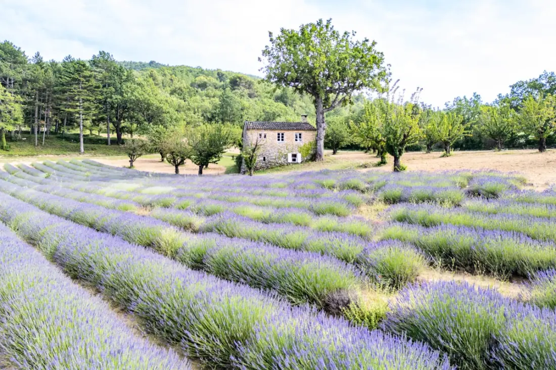 Bastide De L'esclat - Bajnokok De Lavandes & Swimming pool