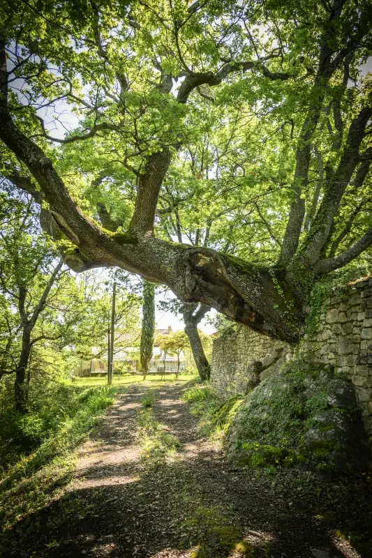 A Bohemia, a kivételes Bastide egy Immense Parkban.