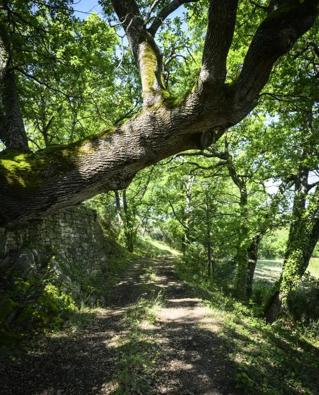 A Bohemia, a kivételes Bastide egy Immense Parkban.