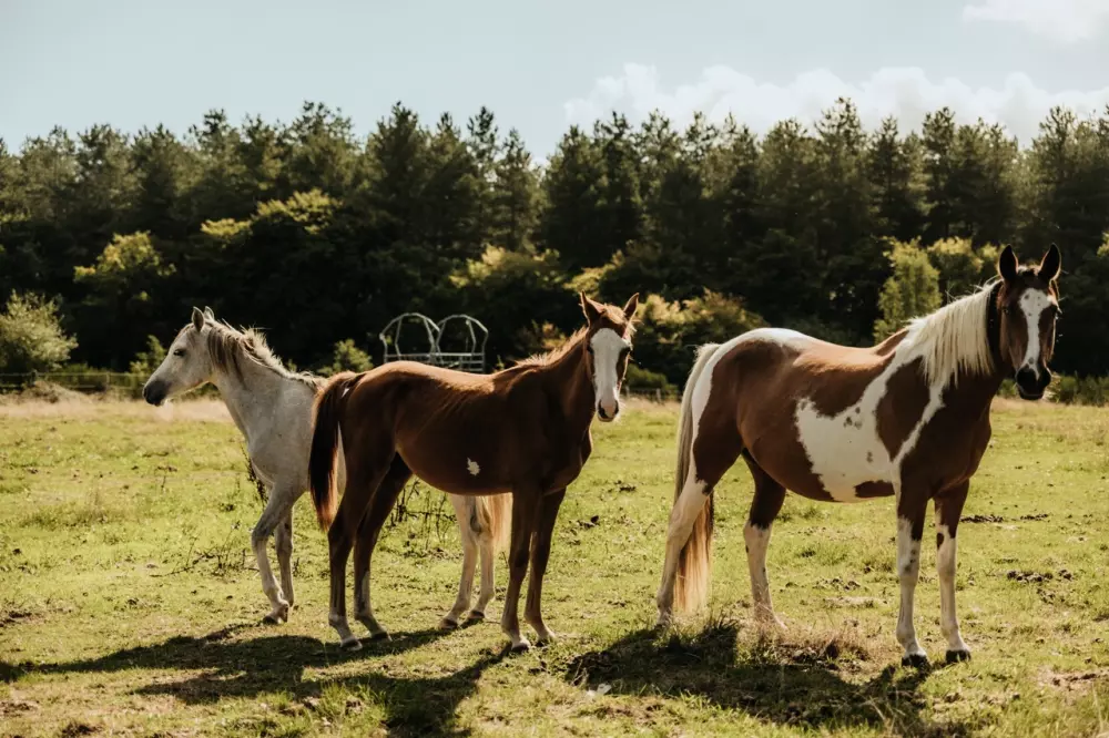 Marottin - Parcel Tiny House