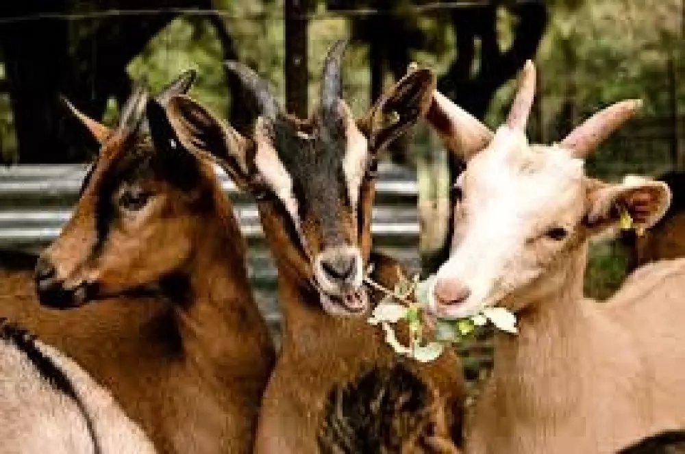 Campsite Ushuaia Villages Le Viaduc 3 Stars★★★