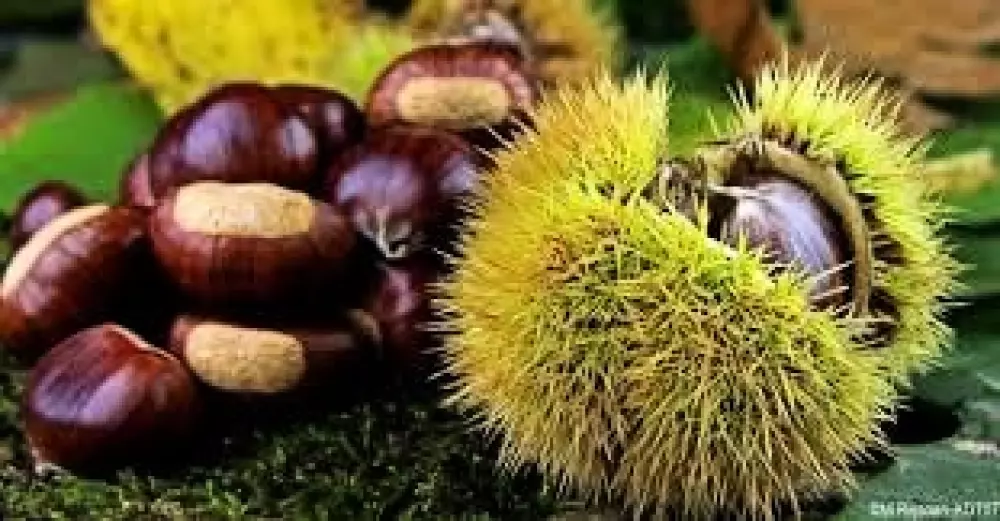 Campsite Ushuaia Villages Le Viaduc 3 Stars★★★