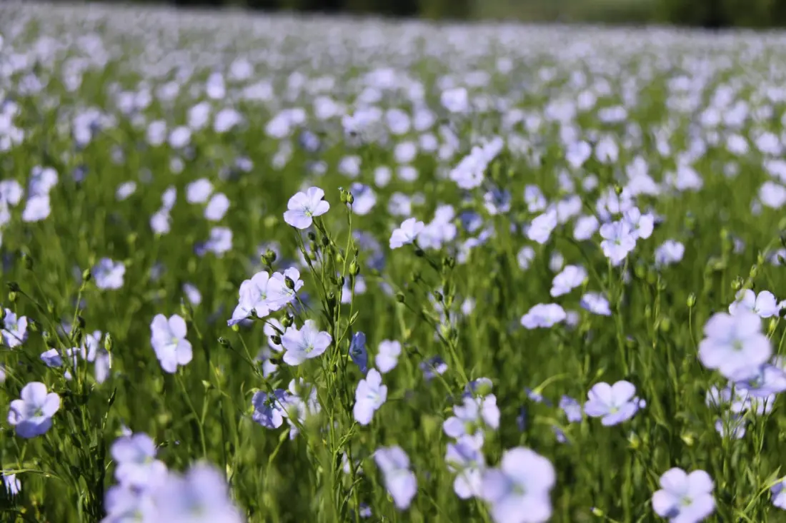 Gîte de France Gîtes de france® - fleur de lin 3 fül