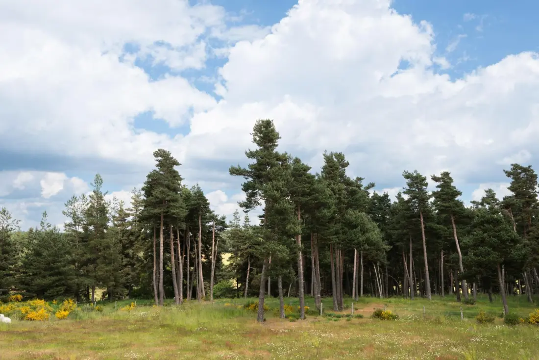 Holiday Cottage Apartman 4/6 fő 2 csillagos