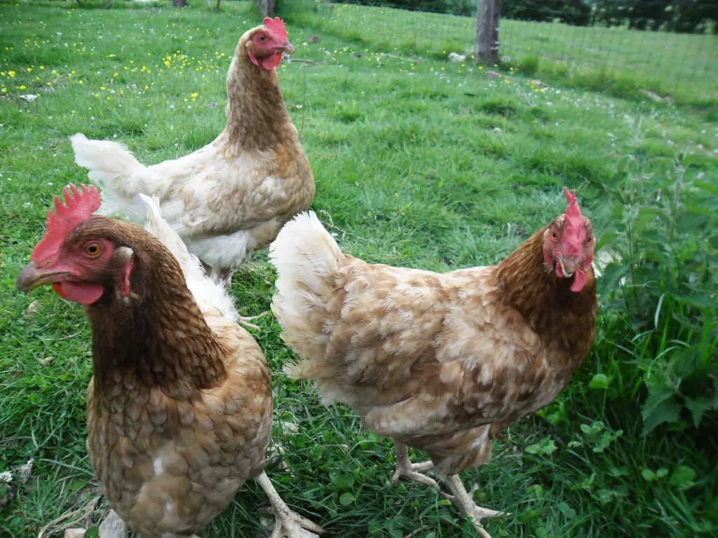 Gîte de France Gîtes de france® - Dovess in Normandie 3 fülben