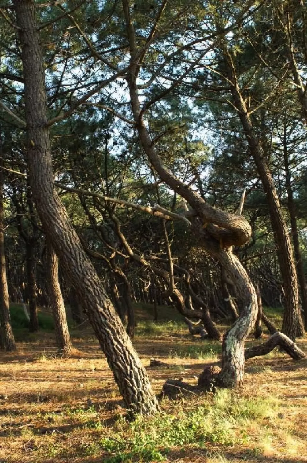 Camping LANDES BLEUES 4 étoiles★★★★