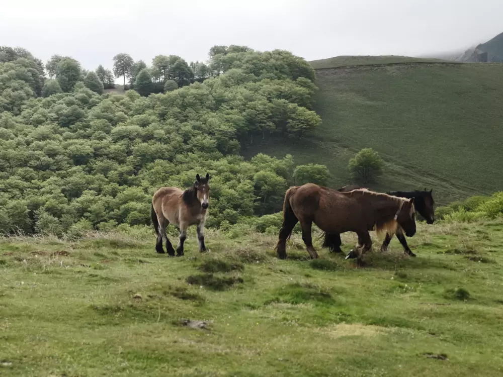 Camping Landes Azur3 Sterren★★★