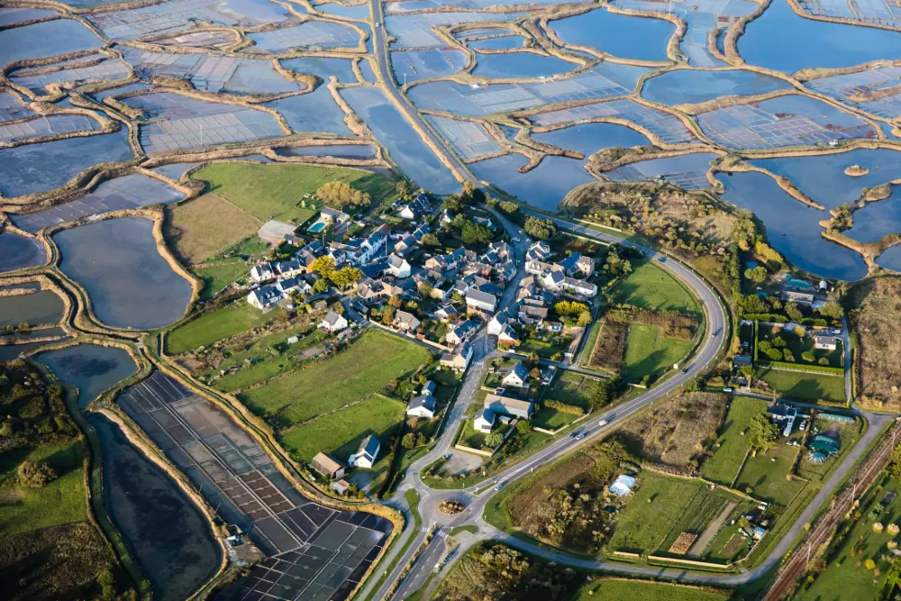 Kwiat Kemping Les Paluvior - Nie.