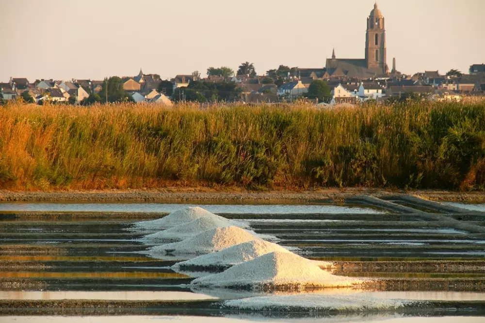Kwiat Kemping Les Paluvior - Nie.