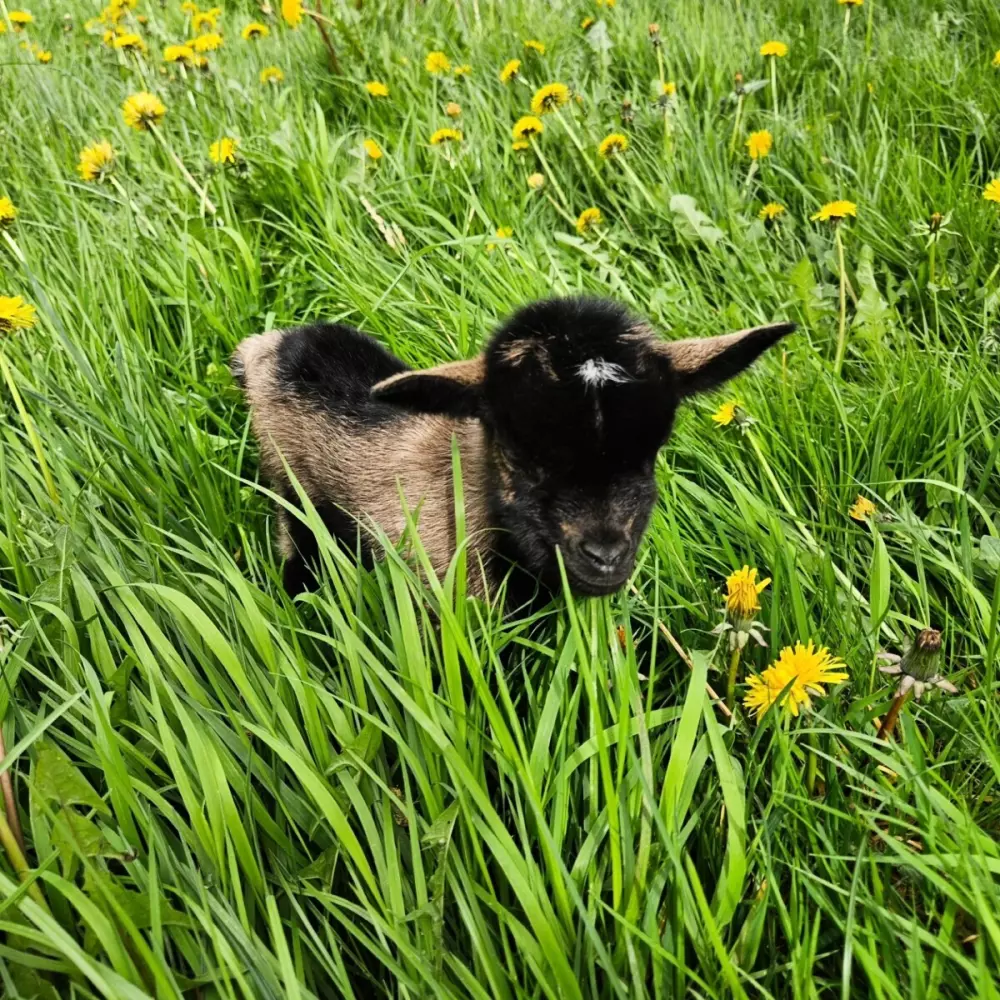 Glamping des 2 Marguerites (Vodatent)