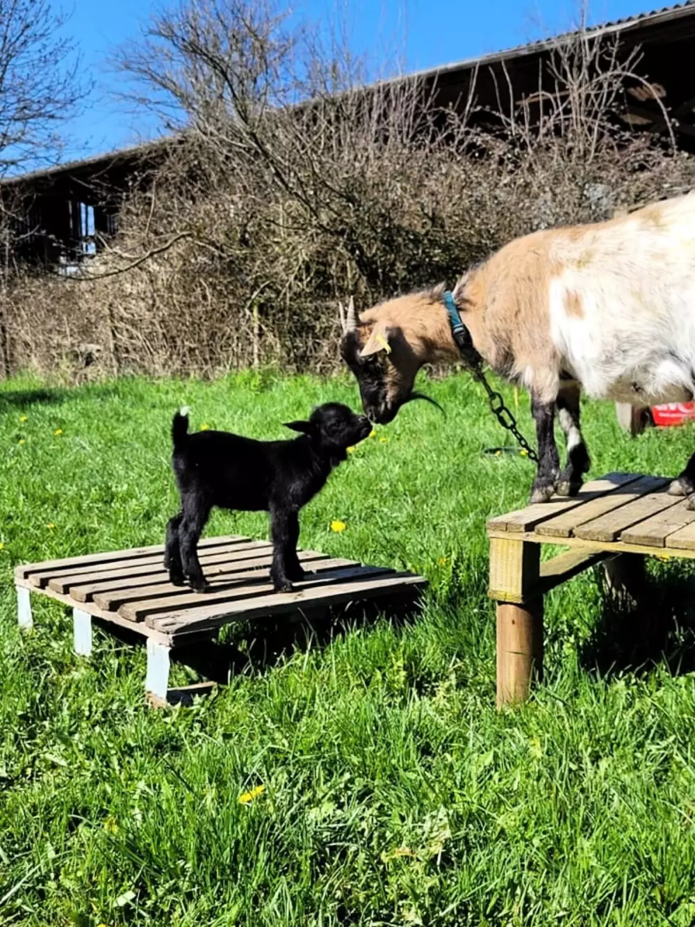 Glamping des 2 Marguerites (Vodatent)