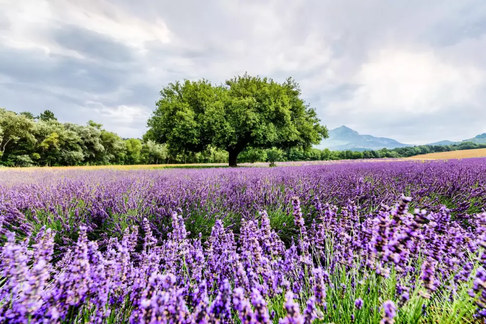 Campsite maeva Sainte-Victoire menekülése 3 Csillagok★★★