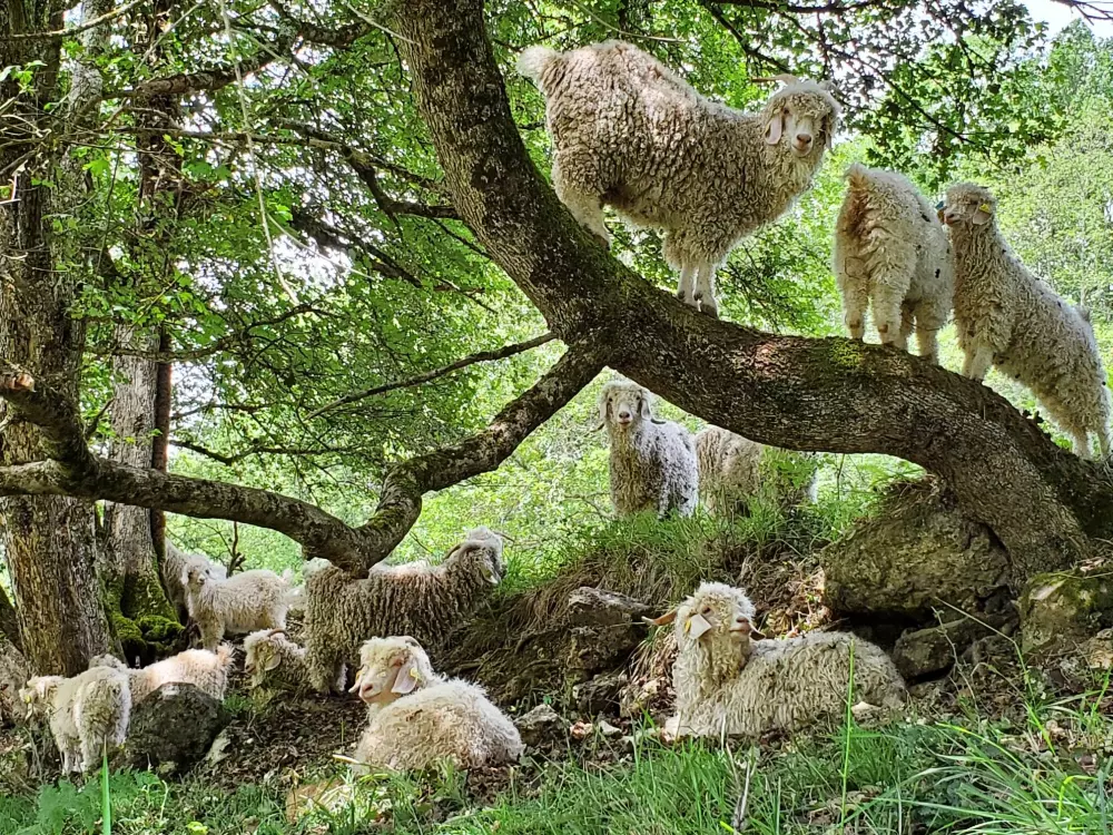 Courneillac - Parcel Tiny House