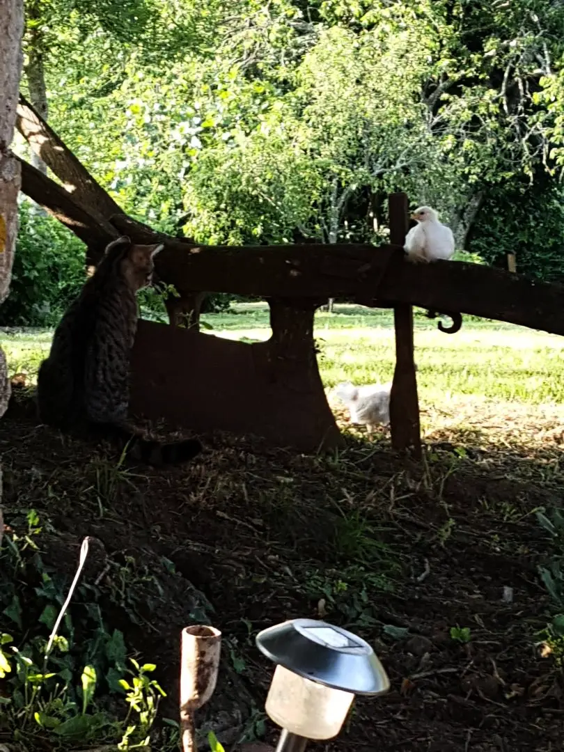 Gîte de France Les 3 lindebomen 3 oren