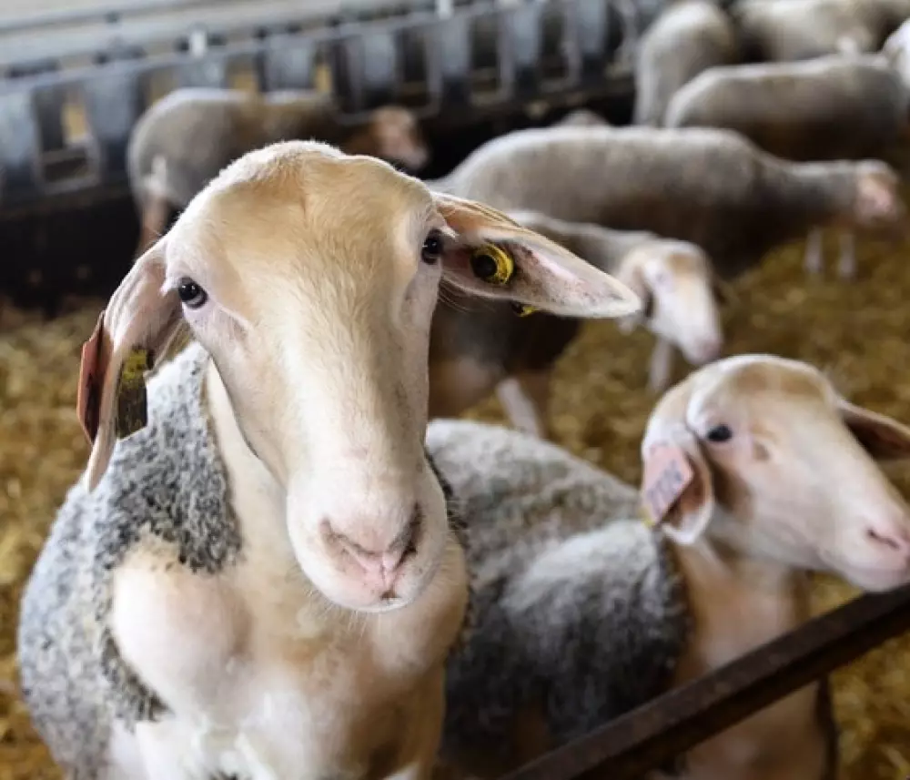 Camping Vert Lavande 3 Stars★★★