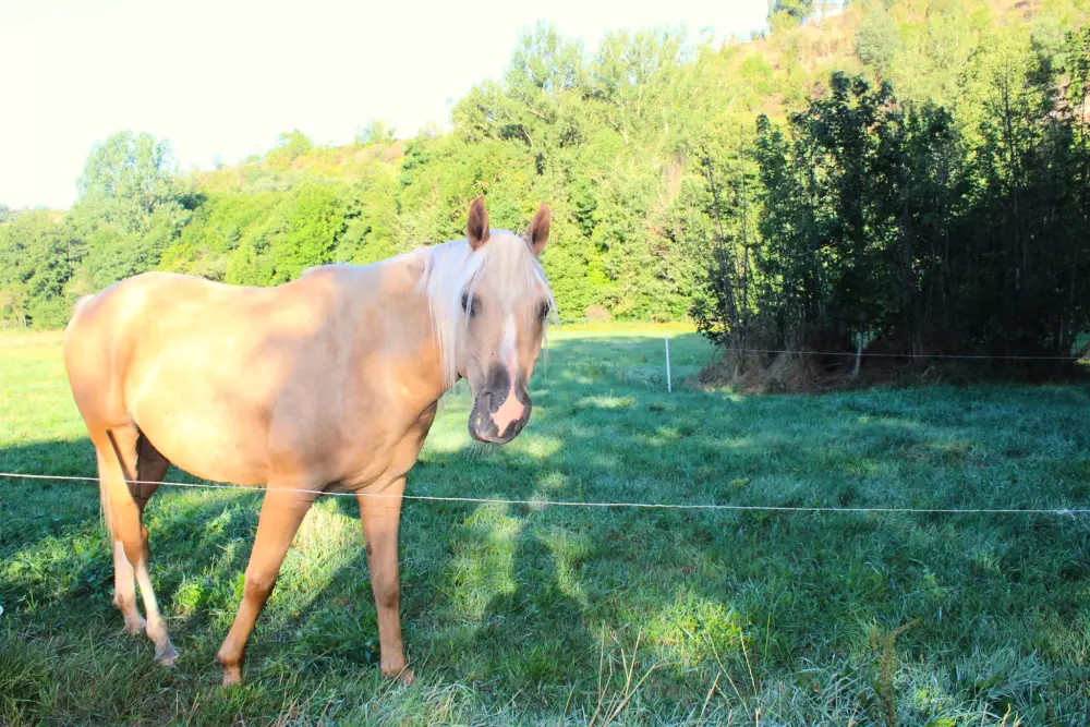 Camping Vert Lavande 3 Stars★★★