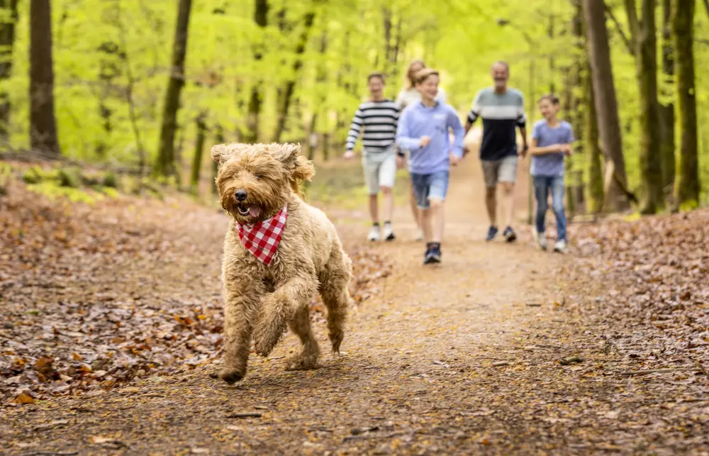 Ardennen Camping Bertrix 4 Stars★★★★