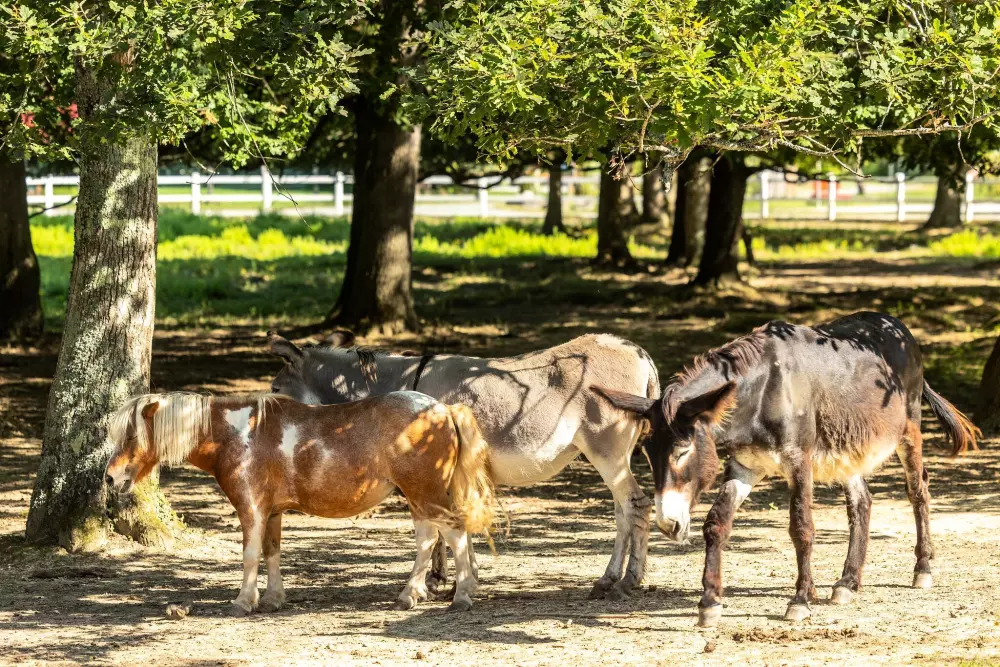 Camping Le Ruisseau des Pyrénées