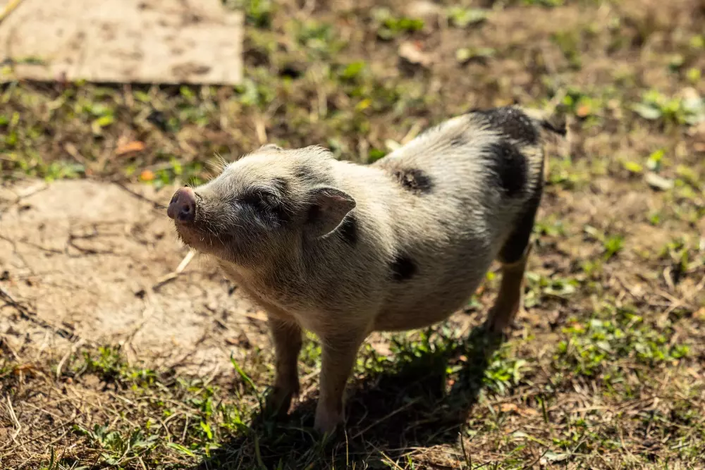 Camping Le Ruisseau des Pyrénées