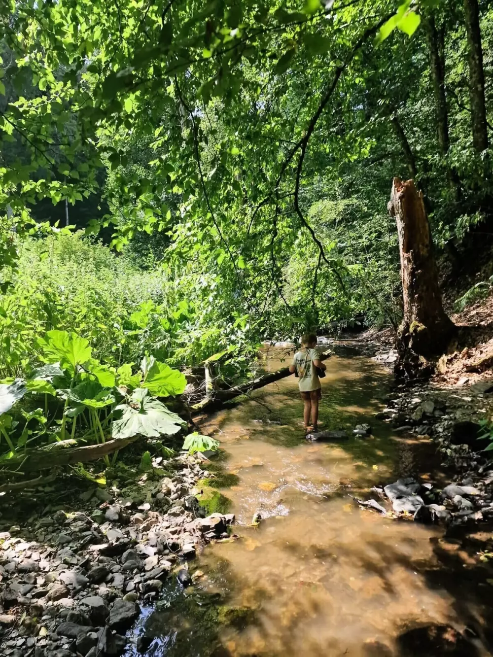 Campsite Bockenauer Schweiz (Vodatent)