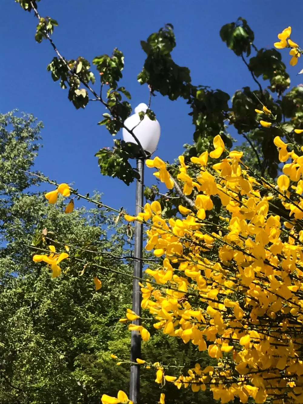 Cepo Verde 5 Sterren★★★★★