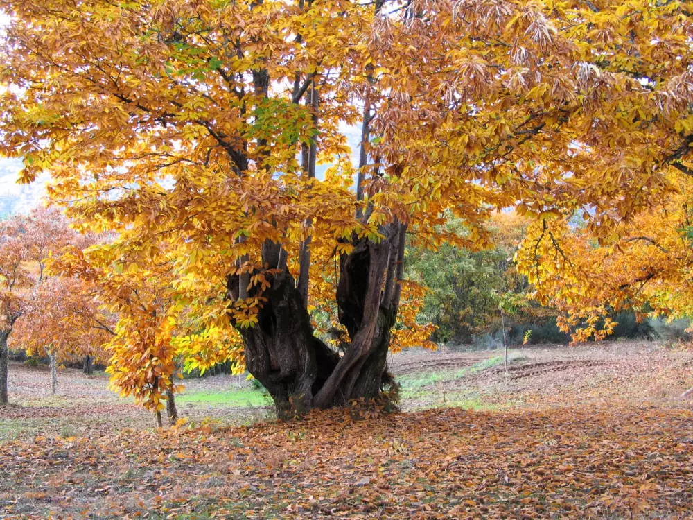 Cepo Verde 5 Sterren★★★★★