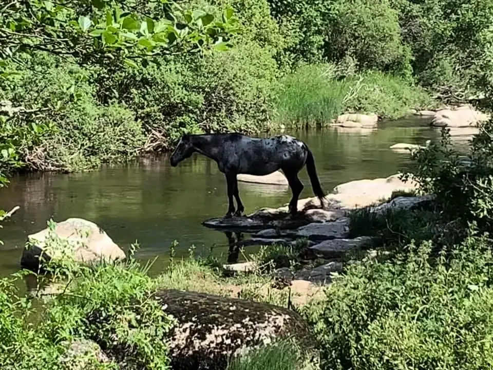 Gîte de France La truyère, mit 3 Ohren Chaldette