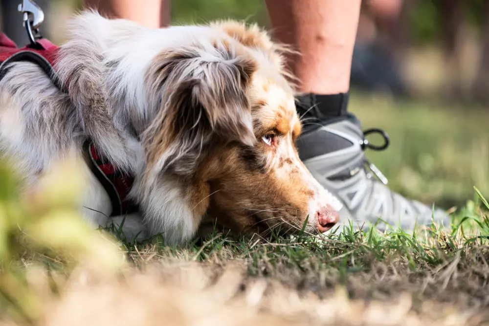 Camping de l'Etang4 Sterren★★★★