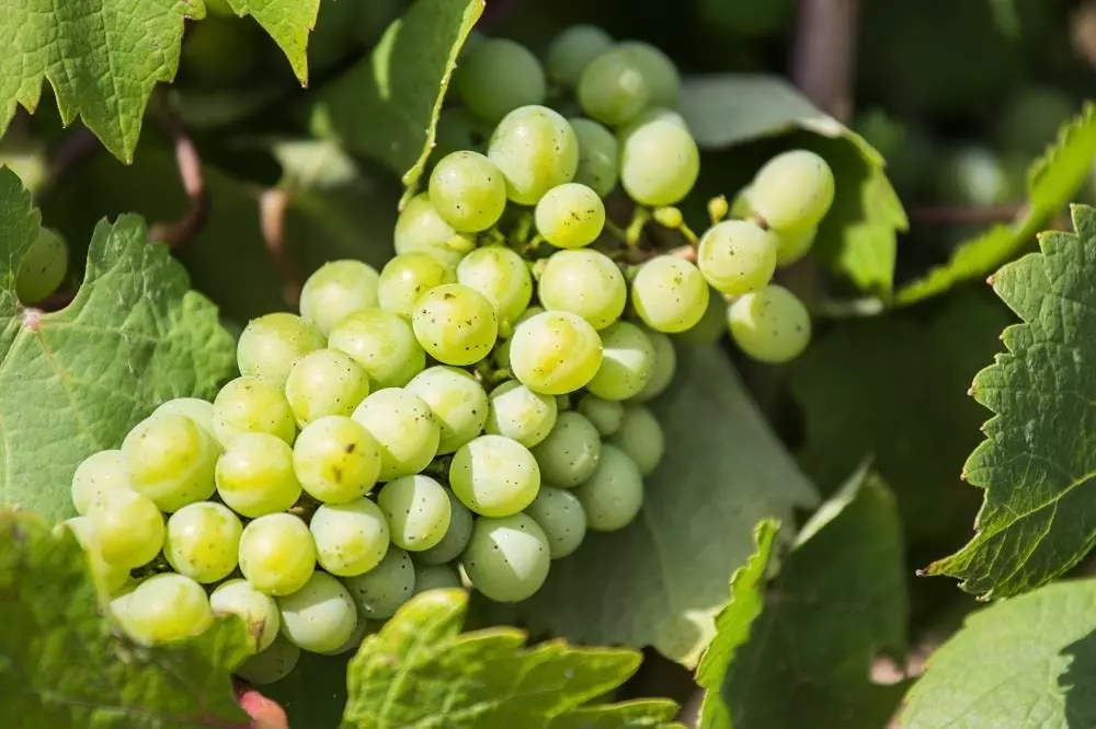 Camping de l'Etang4 Sterren★★★★