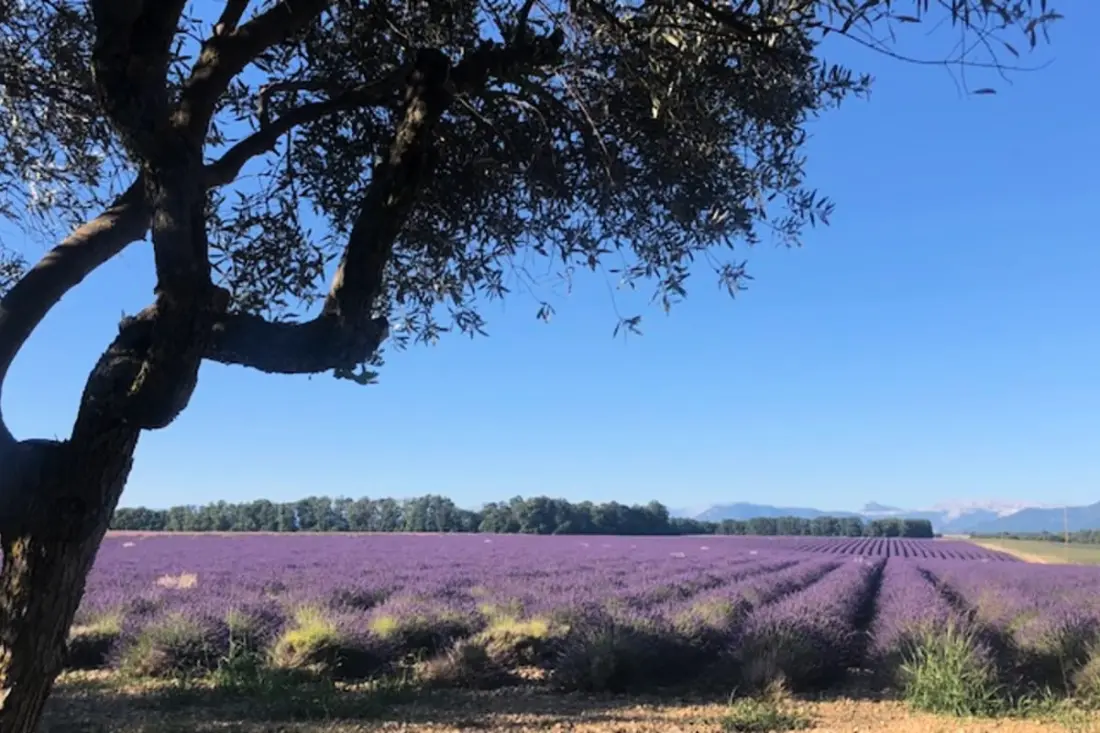 04b3: Beautiful T3 in the Heart of Lavender - Swimming pool