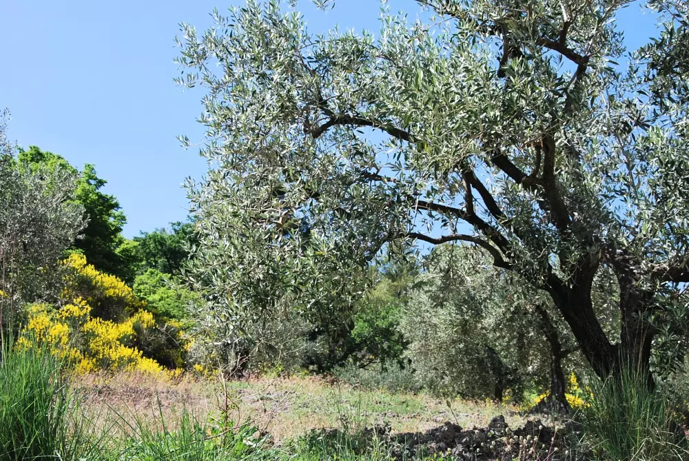 Hannibal's Fountain 3 Stars★★★