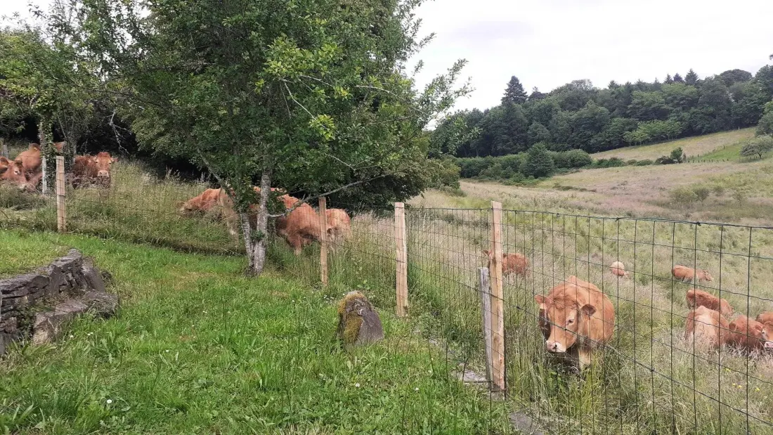 Gîte de France De oude boerderij 3 oren