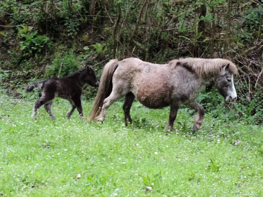 Camping L'Escapade 5 Sterren★★★★★