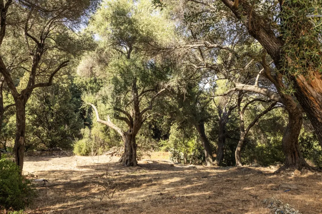 Maison Camellu – Propriété De Charme Au Cœur Des Oliviers, Vue Mer