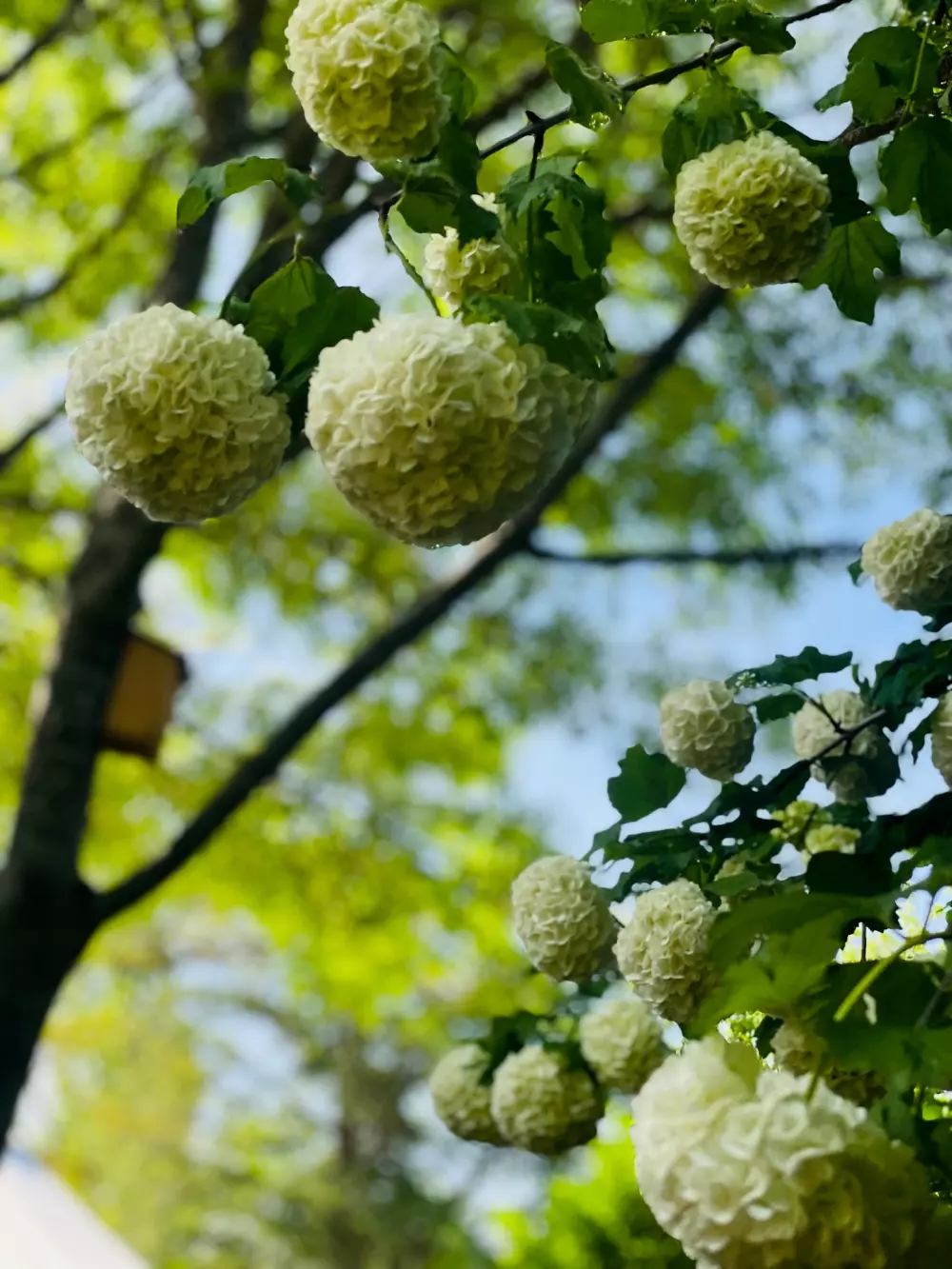 Blumen Camping LA BIPOLA 2 Sterne★★