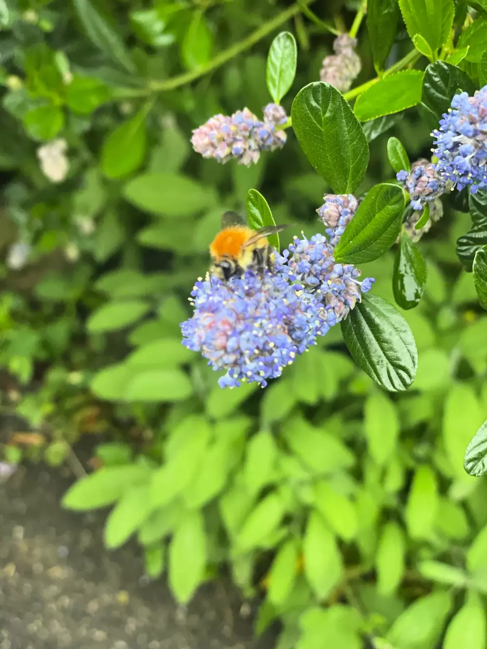 Blumen Camping LA BIPOLA 2 Sterne★★