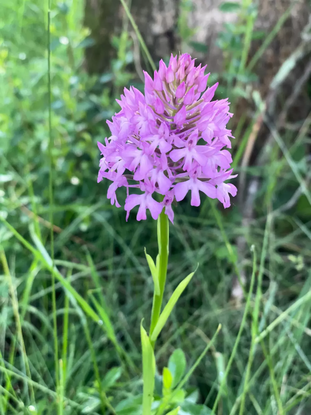 Blumen Camping LA BIPOLA 2 Sterne★★