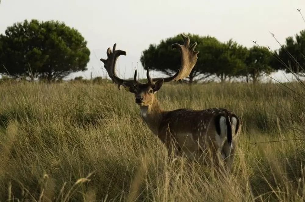 Camping les Fontaines 3 Sterren★★★