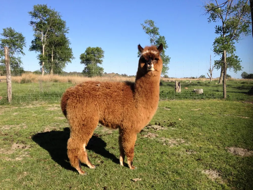 Camping les Fontaines 3 Sterren★★★