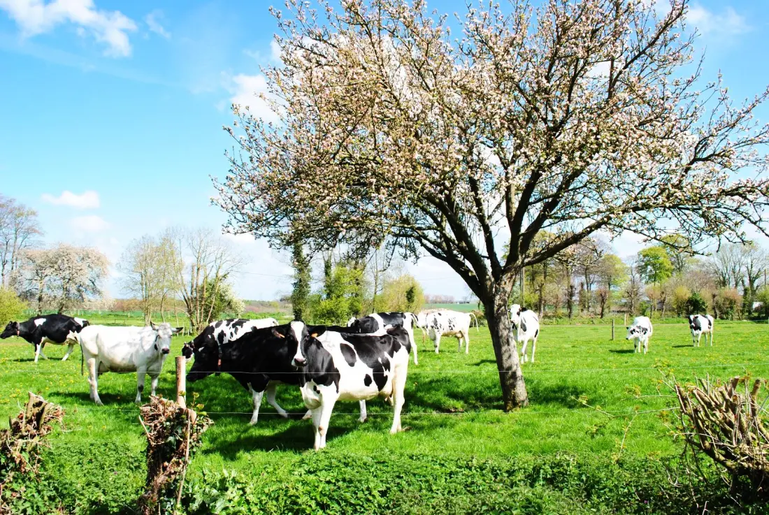 Gîte de France Gîtes de france® - la p'tite georgette 3 fül