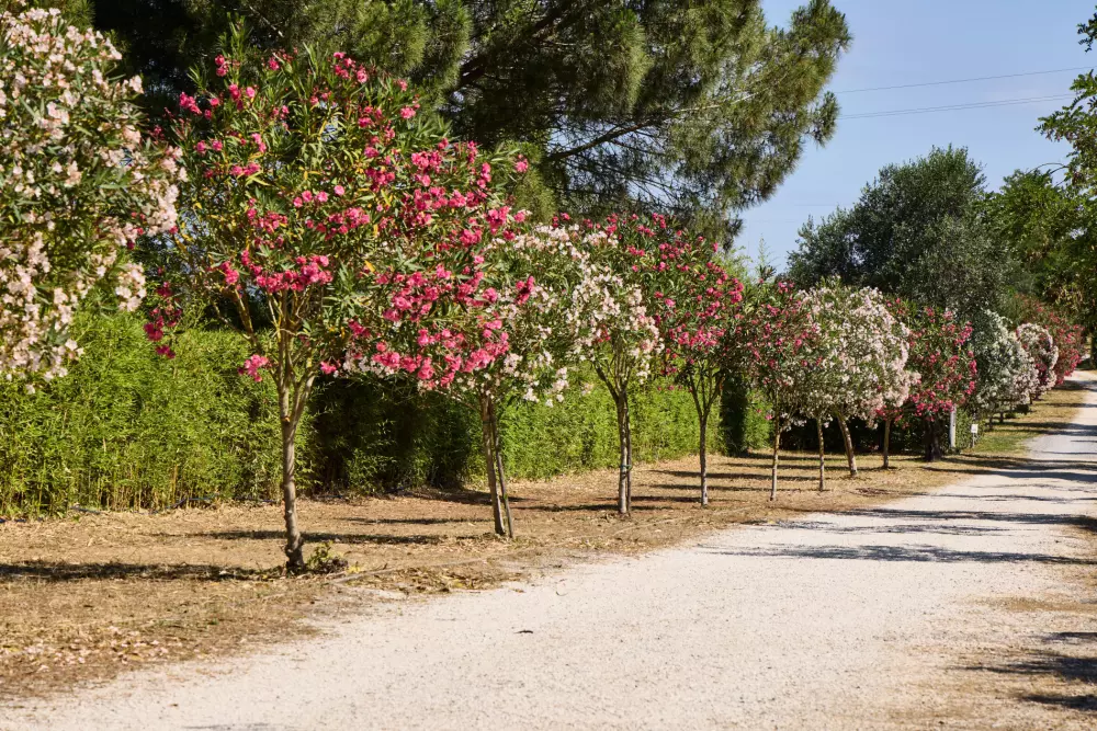 Camping Costa d'Argento Village Club .