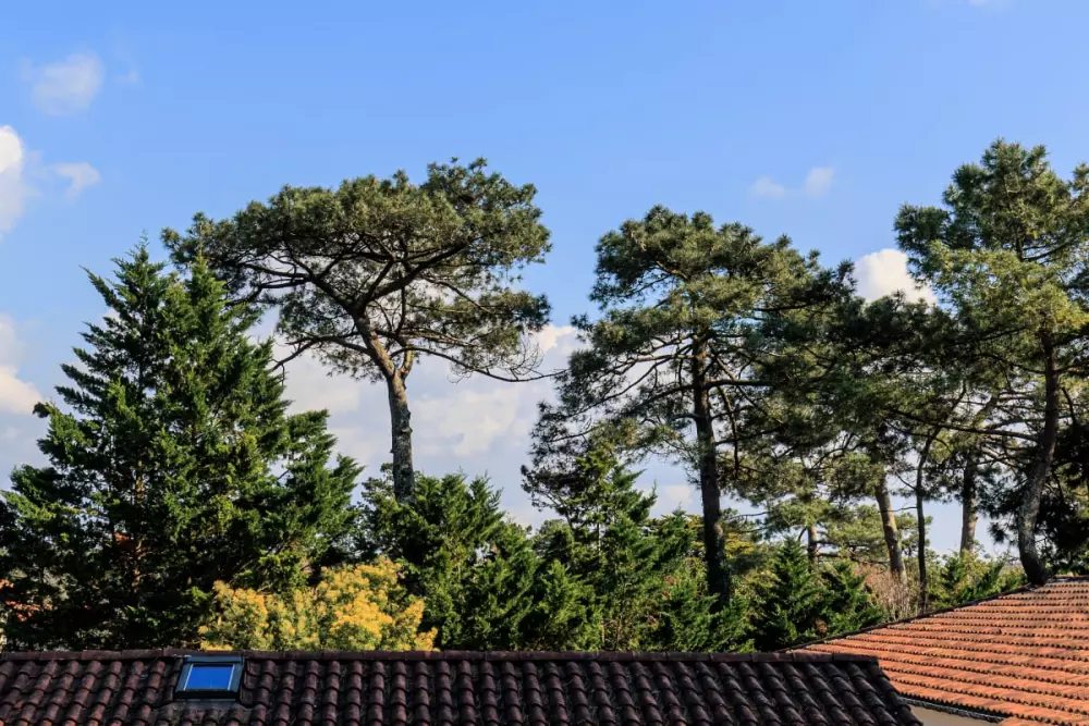 Oceanic Bonheurs House -