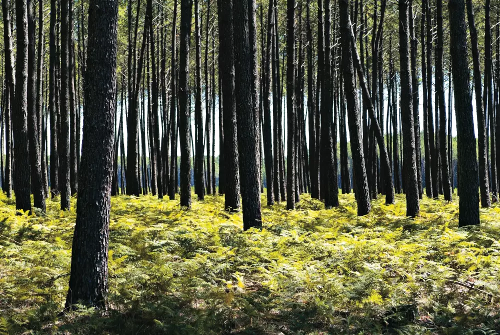 Siblu - The Pointe 4 Sterren★★★★