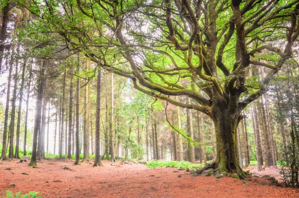 Camping Domaine de Kervallon 4 étoiles★★★★